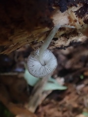 Pluteus minor