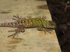 Sceloporus schmidti