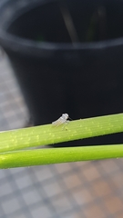 Megophthalminae