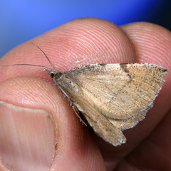 Sericosema simularia