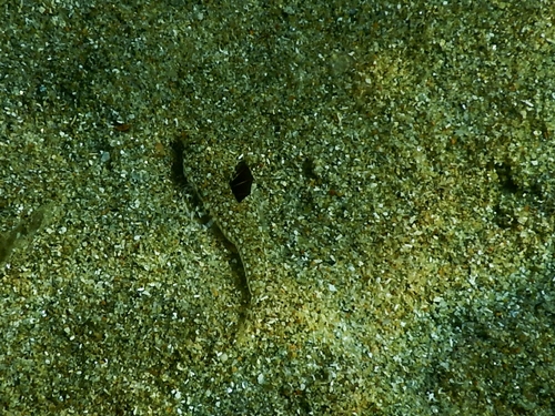 Callionymus pusillus