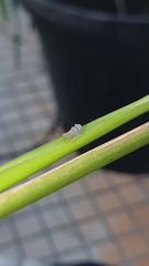 Megophthalminae