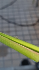 Megophthalminae