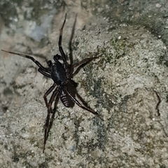 Ianduba