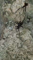Ianduba