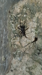 Ianduba