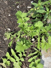 Sisymbrium officinale
