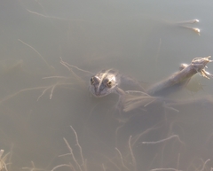 Pelophylax ridibundus