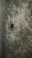 Ianduba