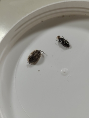 Oniscus asellus