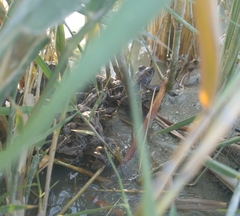 Pelophylax ridibundus