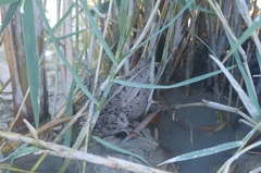Pelophylax ridibundus