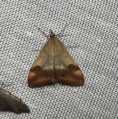 Pyrausta semirubralis