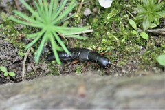 Dinothenarus badipes