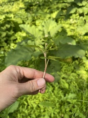 Persicaria thunbergii