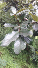 Quercus semecarpifolia