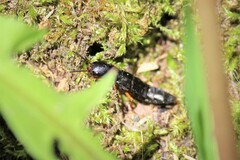 Dinothenarus badipes