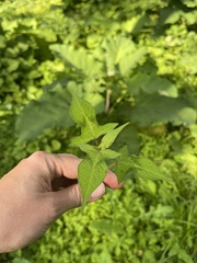 Persicaria thunbergii