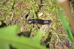 Dinothenarus badipes