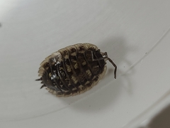 Oniscus asellus