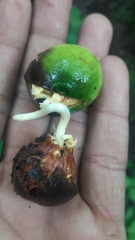 Quercus semecarpifolia