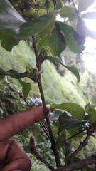 Quercus semecarpifolia