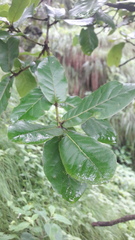 Quercus semecarpifolia