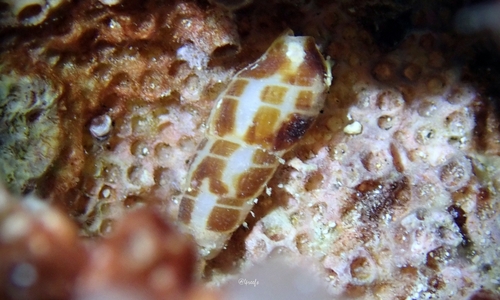 Caducifer decapitatus observed 2022-04-16
