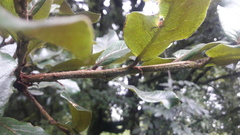 Quercus semecarpifolia