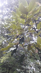 Quercus semecarpifolia