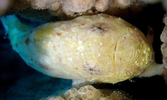 Antennatus tuberosus