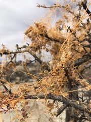 Cuscuta veatchii