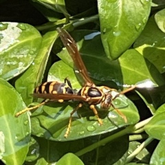 Polistes jokahamae