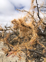 Cuscuta veatchii
