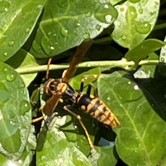 Polistes jokahamae
