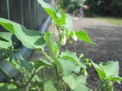 Solanum physalifolium