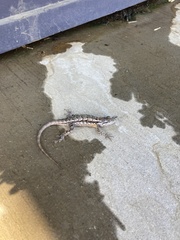 Sceloporus olivaceus
