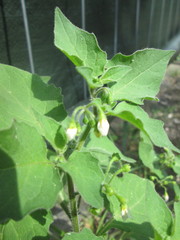 Solanum physalifolium