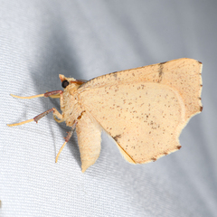 Slossonia rubrotincta