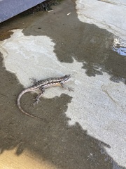 Sceloporus olivaceus