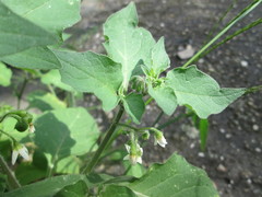 Solanum physalifolium