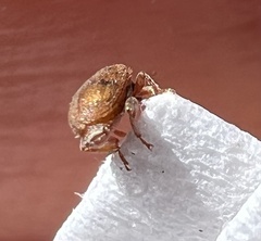 Orchestes steppensis