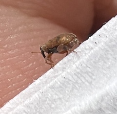 Orchestes steppensis