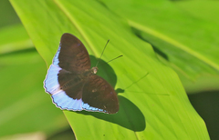 Tanaecia iapis