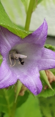 Chelostoma rapunculi
