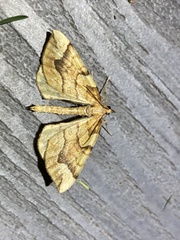 Eulithis mellinata