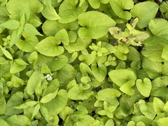Brunnera