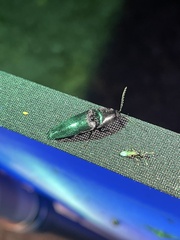 Parallelostethus attenuatus