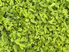 Brunnera
