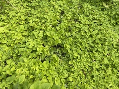 Brunnera
